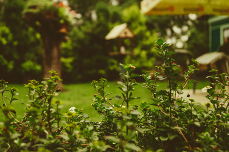 inspirasi taman belakang rumah minimalis