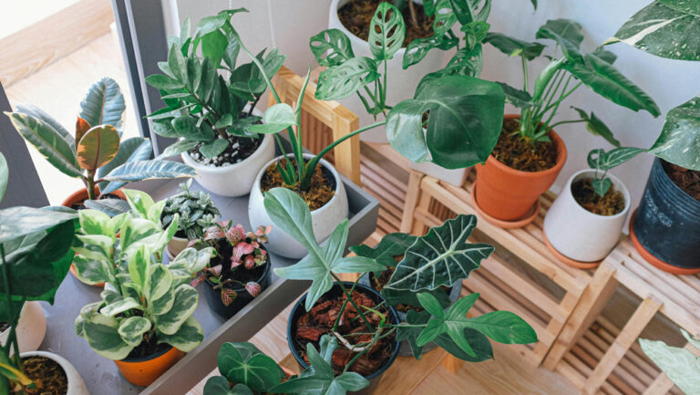 inspirasi taman dalam rumah